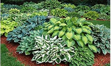 أفضل صفقة على أمازون 9-Pack Hosta Bare Root النباتات المعمرة - طازجة من سفينة مزرعتنا سريعة إليك مباشرة. مثالي لأي منزل وحديقة ينمو سنة بعد سنة!
