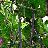 Purple Podded Pole Bean - 25 Seeds - Heirloom & Open-Pollinated Variety, Non-GMO Vegetable Seeds for...