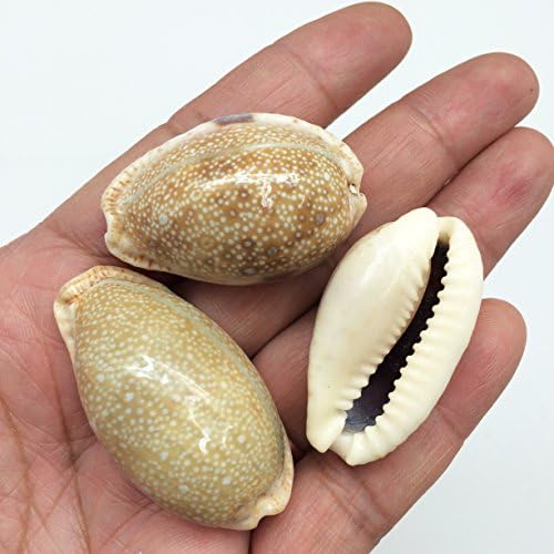 PEPPERLONELY 20PC Eroded Cowry Sea Shells, 1 Inch ~ 1-3/4 Inch