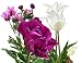 Endless Spring Purple Blend Tulip Mixture-- 15 Nice, Fat Bulbs! Value Pack!