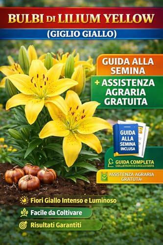 Bulbo di Lilium Yellow (Giglio Giallo) – Grandi Fiori Luminosi – Con Guida alla Semina Inclusa + Assistenza Agraria Gratuita – Fioritura Estiva per Giardino e Vaso