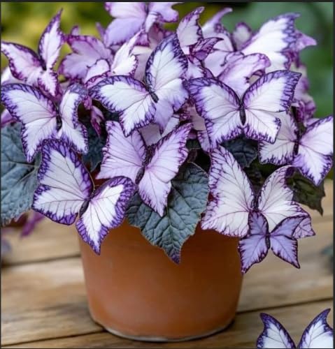 Hosta 'Moonlight Butterfly' - Available in Bulk or Bare-Root Form - Perennial, Cold-Hardy - Suitable for Indoor Decoration/Hardy Perennial, Excellent Display-4 Hosta Bulbs-A