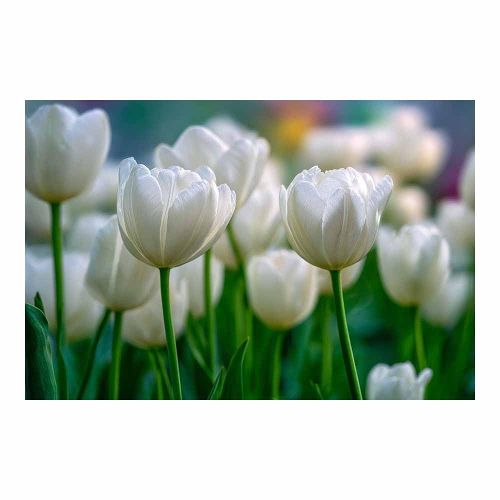 ZAMAEIU Landscape Wall Art Clusters of whites petals Modern Canvas Print On Artwork, Suitable for living room, bedroom, for Kids Room Decoretc.(white)-50x70cm Unframed
