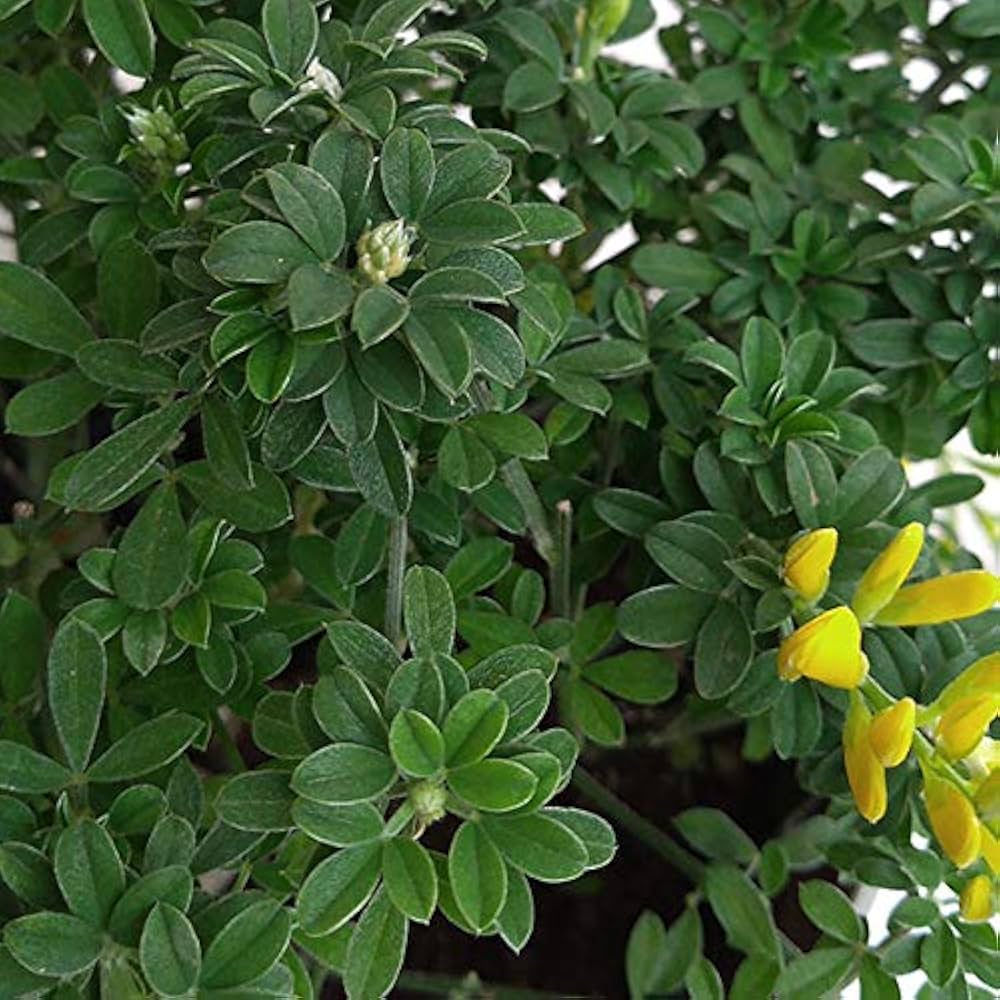 Amazon.co.jp: ヒメエニシダ4号鉢植え[黄色い蝶のような花を咲かせる姫 Amazon.co.jp: ヒメエニシダ4号鉢植え[黄色い蝶のような花を咲かせる姫