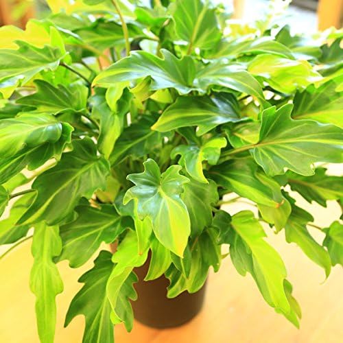 Amazon 観葉植物 クッカバラ ライム 観葉植物 オンライン通販 Amazon 観葉植物 クッカバラ ライム 観葉植物 オンライン通販