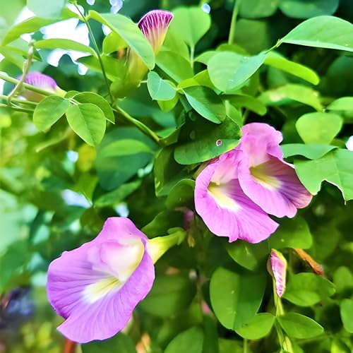 Image of Aparajita and Climbing Rose Seeds Combo Pack, Mixed Colors, Garden Flower Seeds for Home Garden Planting(Pack Of 100)