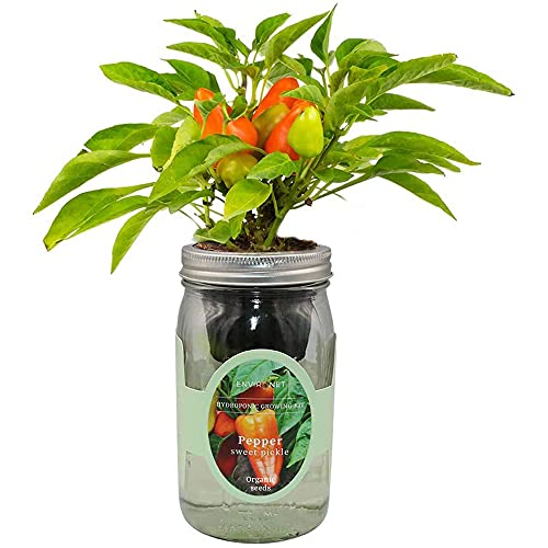 Environet Hydroponic Pepper Growing Kit, Self-Watering Mason Jar Vegetable Starter Kit Indoor, Grow Peppers from Organic Seeds (Sweet Pickle Pepper)