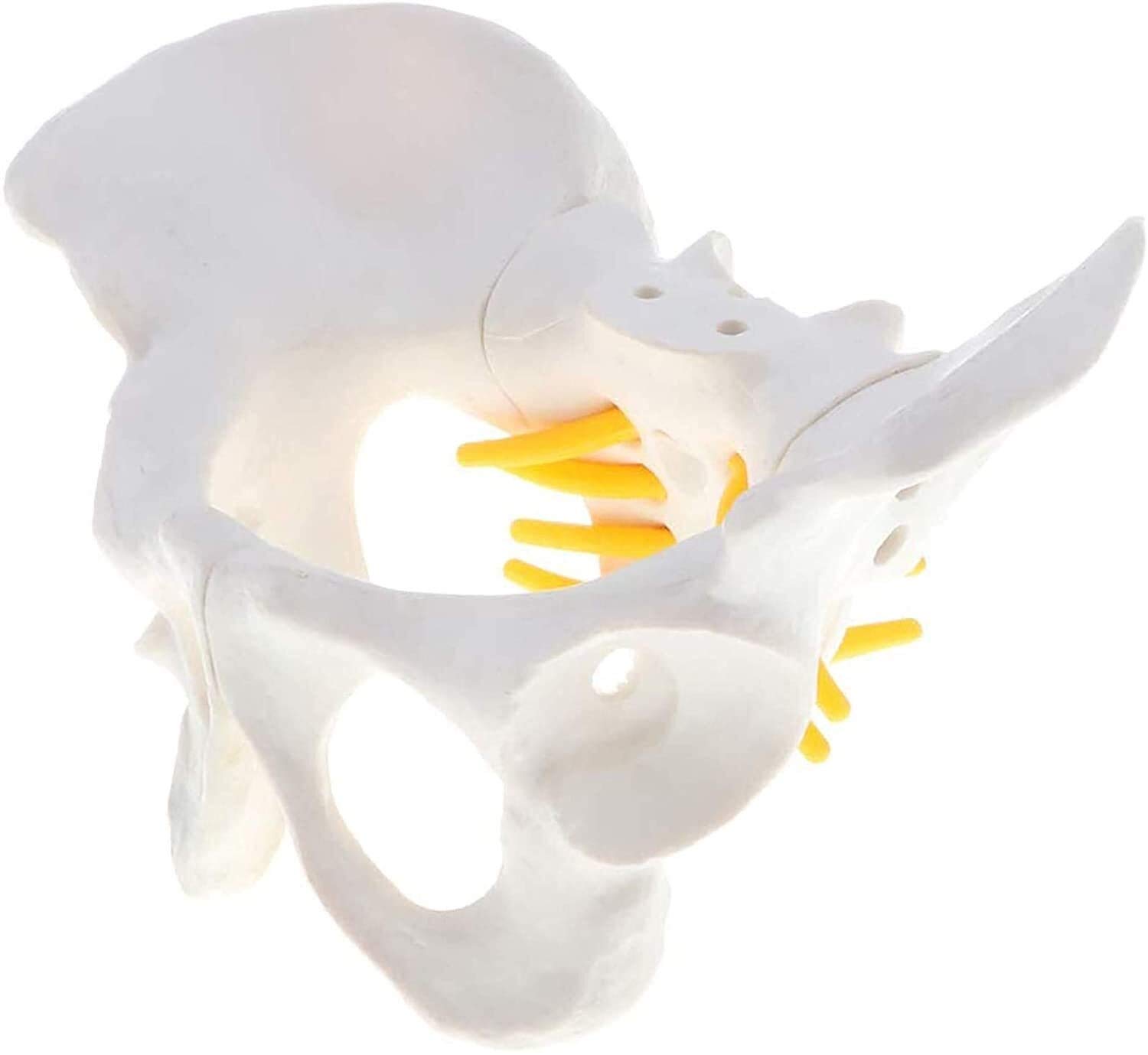 Model narządu Model szkieletu żeńskiej miednicy, anatomiczny medyczny, anatomia do nauki w klasie wyświetlacz nauczania model medyczny model anatomiczny