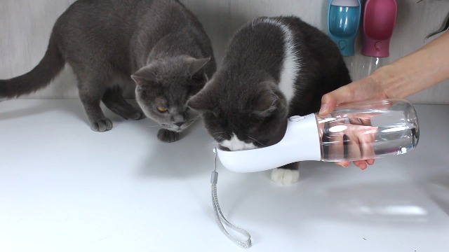 AVELORA Dog Water Bottle,Portable pet Water Bottle with Food Container,Outdoor Portable Water Dispenser for Cat,Rabbit… - Image 8