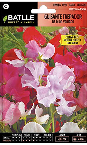 Guisante TREPADOR de olor vdo.