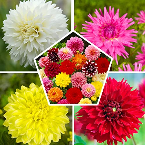 Die 16 besten Blumenzwiebeln winterhart Ratgeber für Handwerker