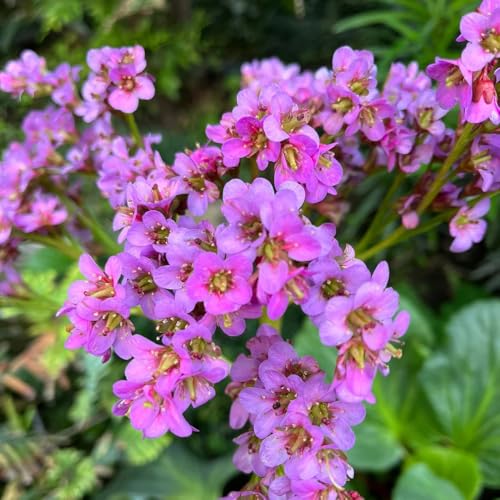 semi di bergenia, decorazione da giardino per esterni di bergenia medicinali, orto, giardino 60pcs