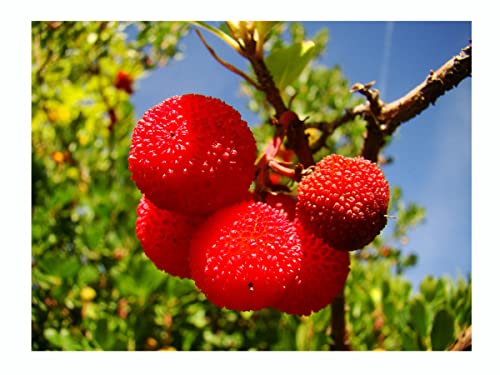 Tree Online Nursery bee Plant and Flowering Shrub frut Tree Strawberry Tree Arbutus unedo Plant, 8-10cm Tall Seedling Plant, green