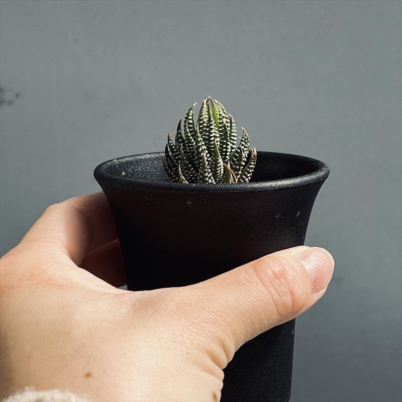 Amazon｜多肉植物：ハオルチア レインワルディ カフィルドリフテンシス