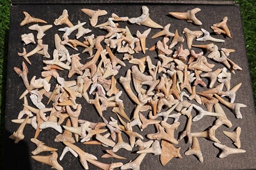 Image of Great Collection of Shark Teeth Fossil Shark Teeth Fossils for Kids Fossils from Morocco A256
