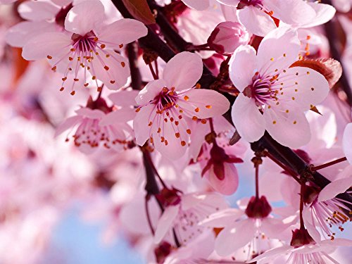10 Japanische blühende Kirschblüten-Bonsai Samen, exotische und seltene Sakura Bonsai Samen - Image 5