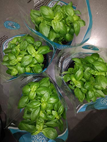 Floral, Plant Basil 6 Inch Organic