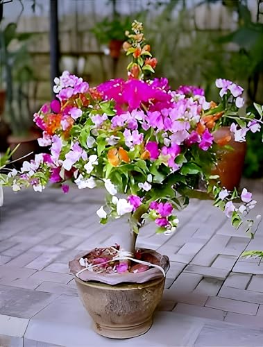 Image of HIDDEN ENTERPRISES 3- Multicolour Bougainvillea Flower Live Plant | Paper Flower Plant with Vibrant Blooms | Beautiful Indoor & Outdoor Flowering Plant | Natural and Organic (Without Pot)