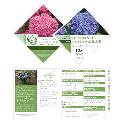5 Gallon Proven Winners Hydrangea Let’s Dance Rhythmic Blue Shrub