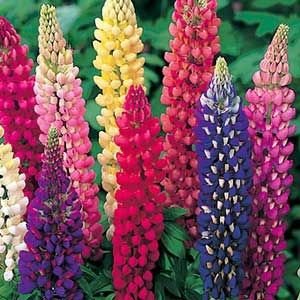 Creative Farmer Flower Seeds : Many-Leaved Lupine Flower Seeds Winter Decoration For Home Flower Seeds Garden [Home Garden Seeds Eco Pack] Plant Seeds (B078R9PZBP) Amazon Price History, Amazon Price Tracker