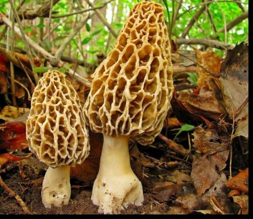 CEMEHA SEEDS - Morel Mushrooms Spores Mycelium Non GMO Spawn for Planting