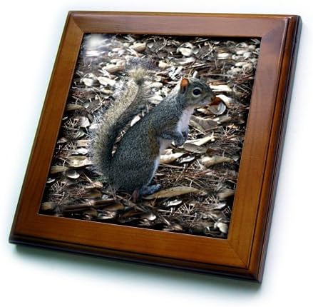 3dRose ft_1016_1 Gray Squirrel Framed Tile, 8 by 8-Inch