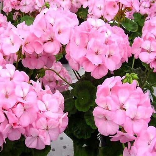 Garden Geranium F1 Appleblossom 10 Seeds + Plant tag + Freebie - Balcony Flower - Pelargonium zonale