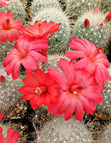 Mammillaria Senilis Cactus Plant #TOP1