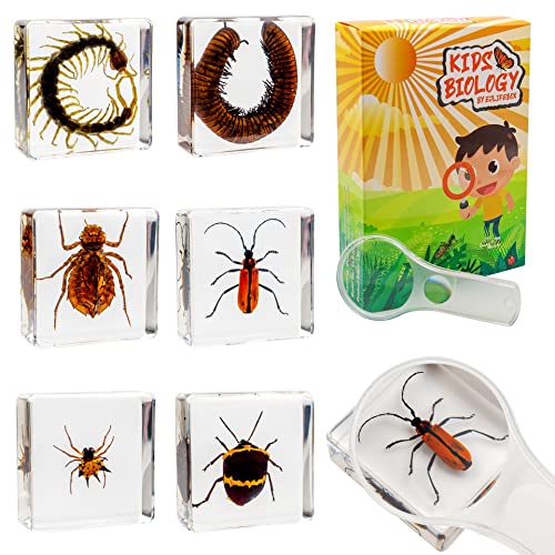 Ejlifebox EJL-CBKA-6P 6 Pcs Resin Insect Specimen Set, Millepede, Centipede, Dragonfly Larvae, Tea Seed Bug, Red Longhorn Beetle, Spiny Spider, Science Education Toy cover