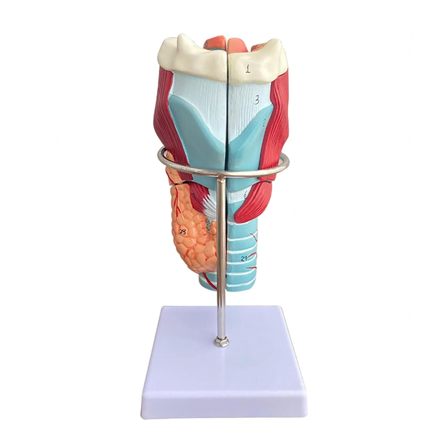 Scientific Anatomy Model of Human Larynx,2X Enlarged Human Throat Model, for Science Classroom Study Display Teaching Model
