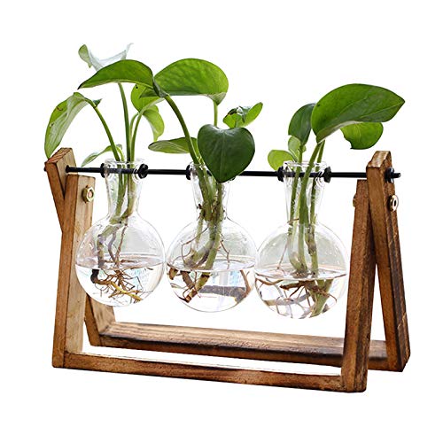 XXXFLOWER Plant Terrarium with Wooden Stand, 3 Bulb Vase
