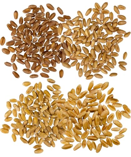 Image of Palouse Brand Certified Glyphosate Residue Free Hard White, Soft White, Red Spring and Winter Wheat Berries | 12 LBS | Non-GMO Project Verified | Kosher (4-3 lb bags each)