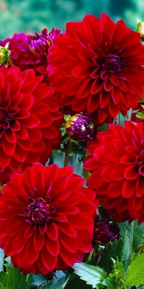 Red Dahlia Flower Bulbs, Decorative Garden Plants, Deep Crimson Blooms pack of 50plus-image-42