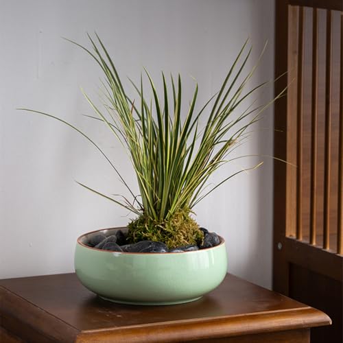 Grand récipient hydroponique pour plantes grasses et plantes de lotus – Glaçage non poreux idéal pour l'intérieur – Jardinière d'eau et bol à bonsaï avec graines de lotus – Parfait pour la décoration