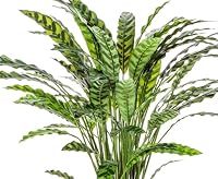 kunstpflanzen-discount.com Zimmerpflanze Calathea Insigne, 84 cm, 77 Blätter, Grün, im Topf – Ansicht 2