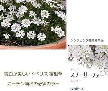 Amazon イベリス スノーサーファー ホワイト 10 5cmポット苗 花 Amazon イベリス スノーサーファー ホワイト 10 5cmポット苗 花