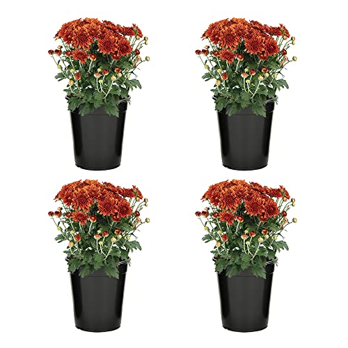 Bronze Chrysanthemum Plants Live Mums Plant (4PK) in 1 Quart