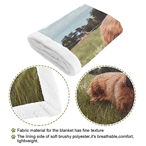 Hengpai Couverture chaude pour chien irlandais mignon et drôle qui court dans un champ d'herbe – vue 4