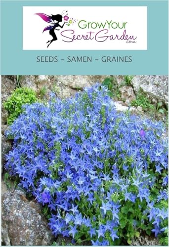 Campanula garganica, Campanule du mont Gargano - vivace