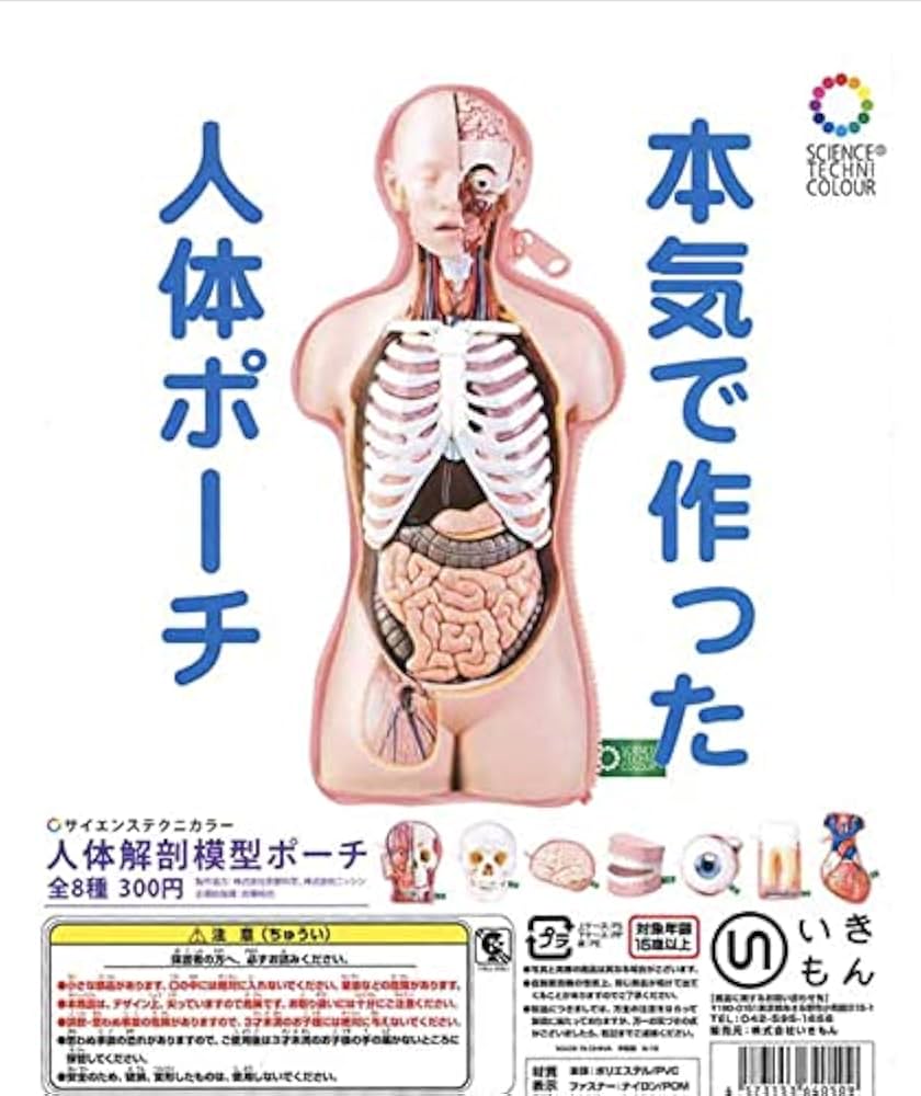 人体の模型　5種セット Amazon | ガチャ サイエンステクニカラー 人体解剖模型ポーチ 全8種