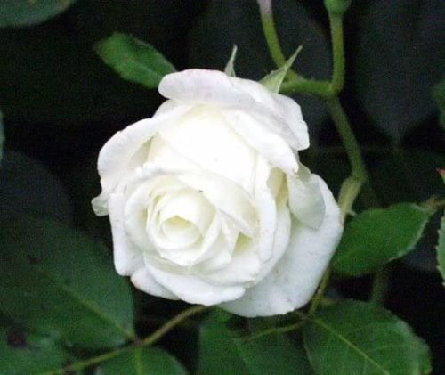 5 White Rose Rosa Bush Shrub Perennial Flower Seedscomb S/H #TOP1
