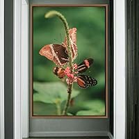 Framed Canvas Wall Art Butterflies Butterfly Colorful Farmhouse/Country Hallway Insects Multicolor Photography - 16x24 inches