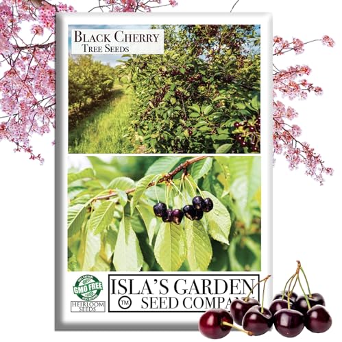 Black Cherry Tree Seeds (Prunus serotina, Wild Black Cherry) – 25+ Non-GMO & Heirloom Seeds, Fragrant Blossoms & Edible Fruit, Tall Shade Tree for Landscapes, by Isla’s Garden Seeds, Great Gift Idea