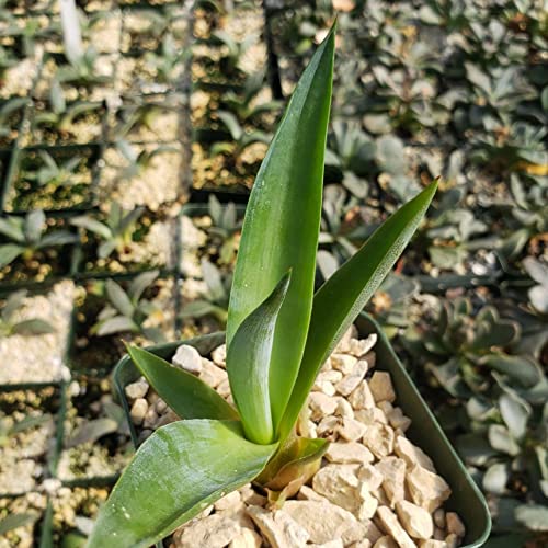 Agave Desmettiana Cacti Cactus Succulent Real Live Plant #TOP3