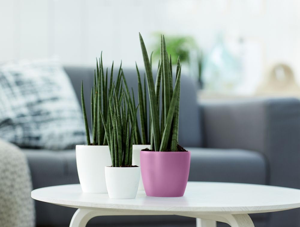Elho Brussels Rund Mini Blumentopf – 10 X 8,9 Cm, Aus Recyceltem Plastik, Für Drinnen In Grün/Sorbet