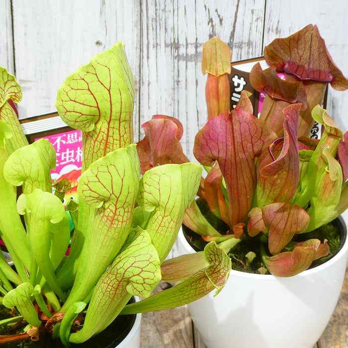 Amazon.co.jp: 食虫植物 サラセニア 4号鉢 観葉植物 240810