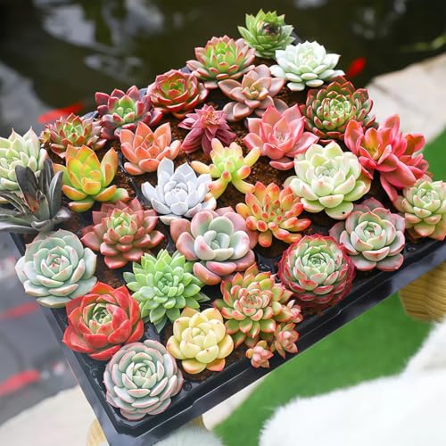 Fine Assorted Succulent Plants Live (20+ Varieties Bare Root Shipping)
