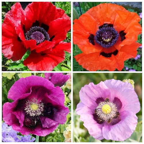 1050+ Poppy Flower Seeds for Planting Outdoor- Heirloom Non-GMO Pollinator-Friendly Perennial - Thumbnail 2