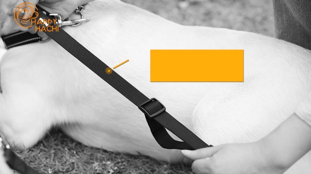 Guinzaglio Doppio Antigroviglio Per 2 Cani – Regolabile, 50 Cm, Rotazione 360°, Per Passeggiate E Addestramento