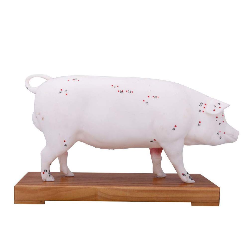 Sjdopulse Acupuncture Model Pig Acupuncture Model -Animal Anatomy Model - Pig Points Acupuncture Model - For Veterinarian′S Reference,Study Teaching